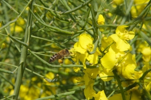 blühender Raps (Brassica napus) 